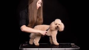 Специалист по уходу за домашними животными